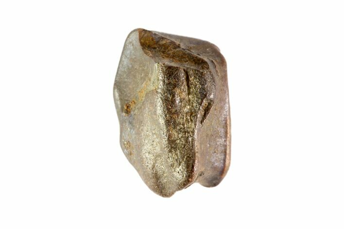 Partial Triceratops Shed Tooth - Montana #72497